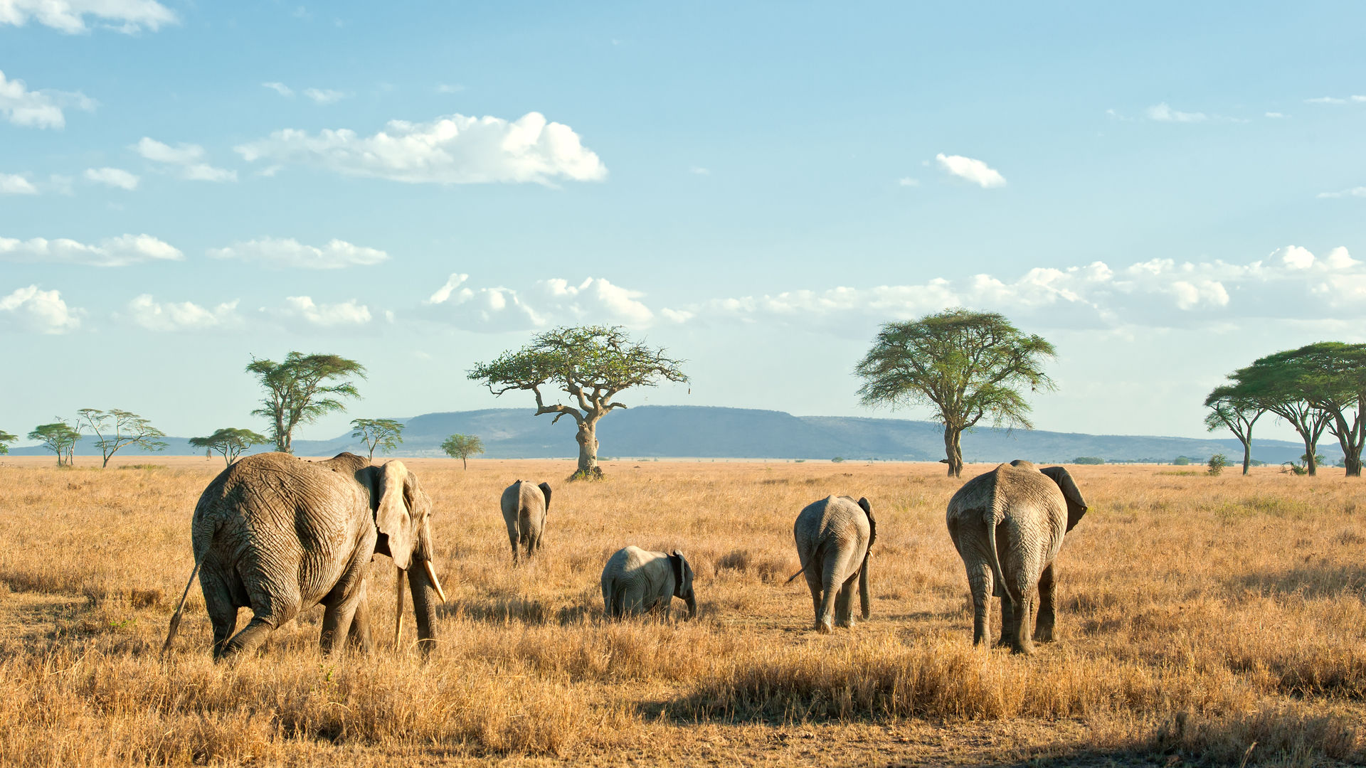 Wildlife on the Serengeti