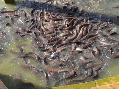 A big group of catfish!