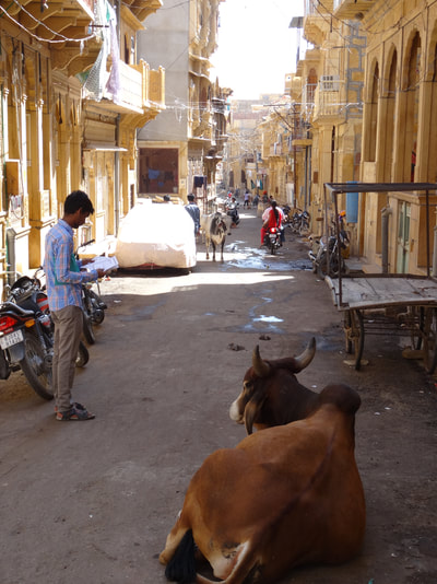 Het straatbeeld in India: koeien die hun eigen gang gaan!