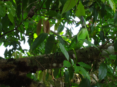 A well camouflaged iguana.