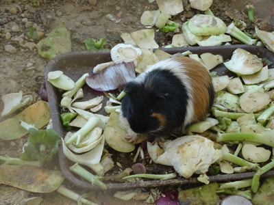 A guinea pig...