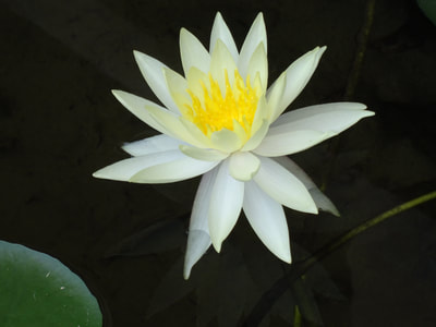 A lotus flower...